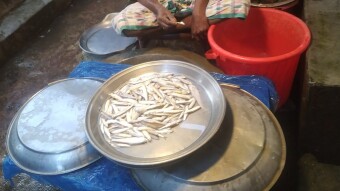 A Morning Among Silver Scales