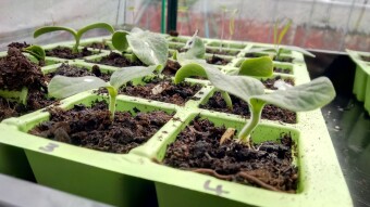 Our Vegetable Plots #17