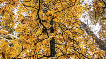 Nature's Embrace (and technology's grasp)