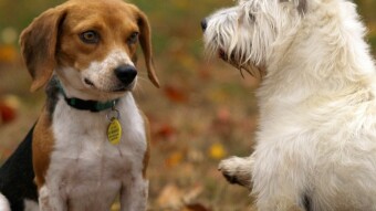 [69] Three sisters and two female dogs…(Episode - 15)