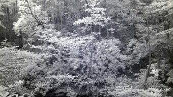 Tree canopies above the water - Ultraviolet and Infrared Photography