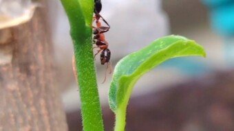 Ant videography