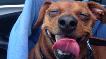 LexiMay - It's a WienerDog Kinda Day.