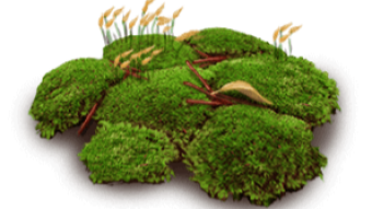 Prospectors Quickwrite ... What's the Deal With Moss Anyway?