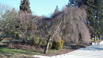 Is winter over? Today with foot pain dulled by medication - My Actifit Report Card: February 15 2023
