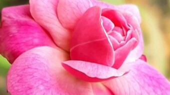 Rose Flower Photography.