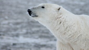 Endangered animals: Polar Bear