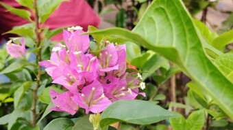 Baganbilas flower photography