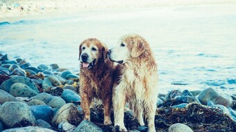 [66] Three sisters and two female dogs…(Episode - 12)