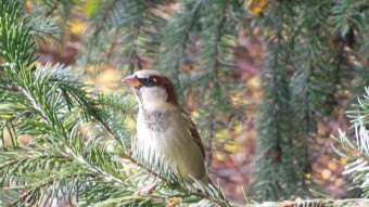 Today, on my favorite bench, passerine predominance