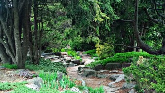 Photography: Walk through the Miniature Forest at the Experimental Farm in Canada