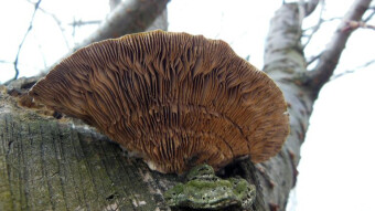 A seemingly popular mushroom, but often overlooked - Lenzites betulina - a mushroom with medicinal properties