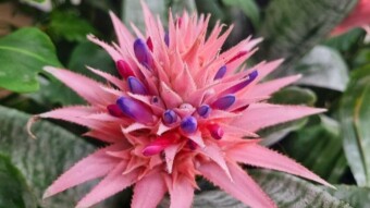 Bromeliad flower photography