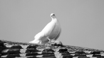 Monochrome - Pigeon