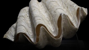 Nearly $25,000,000 of Illegally Harvested Giant Clam Shells Seized in the Philippines