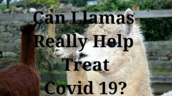 An analysis: Can the antibodies of Llamas really be use to treat Covid 19?