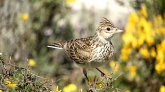 Lark - a sure harbinger of spring, and certainly early spring