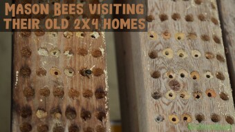 Mason Bees visiting their old homes