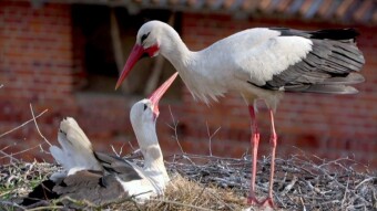 The village of Żywkowo in Warmia - the stork capital of Poland