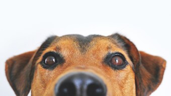 5 Quirky Dog-Related Things You Might Find Interesting