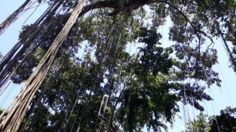 The forest was present in Rio Claro, Barquisimeto.