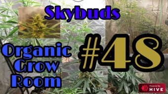 Skybuds Organic Grow Room #48