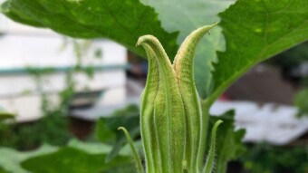 Pumpkin flower photography