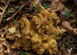 Mushrooms occurring in Europe - Albatrellus cristatus