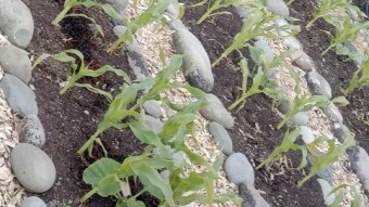 Armada Farm