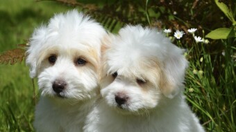 [65] Three sisters and two female dogs…(Episode - 11)