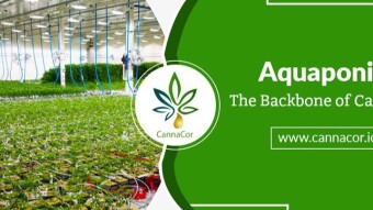 CANNACOR…Pioneer of Medical Cannabis Cultivation Through Aquaponic Technology