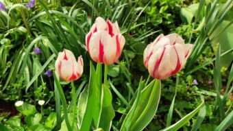 No comment - Simply images - Flowers, Part 1