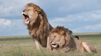 Dead Lions Don't Roar.