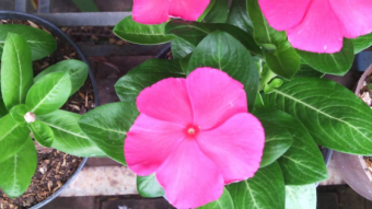 Vicaria or Good Afternoon, color and joy in the gardens.