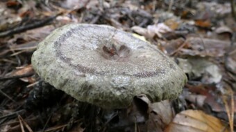 Conditionally edible mushrooms - Ugly milk-cap and Club-foot