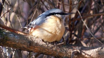 Today I spent a little more time with the nuthatch (photo, video)
