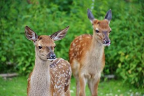 How do you like the innocent Deer?