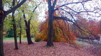 Another beautiful November day, but changes are coming - My Actifit Report Card: November 2 2024