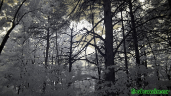 Infrared Photography - Trees along the Pinhoti Trail