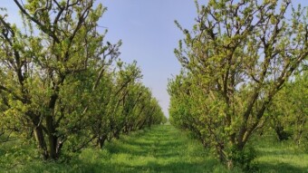 Countryside hiking - Between the rows of fruit plants