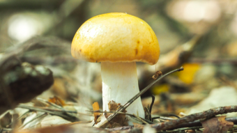 Colorful russula mushrooms