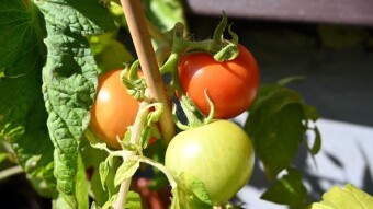 Balcony Crops - August Update
