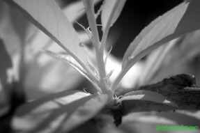 Infrared Photography - New growth on Peach tree