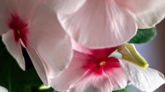 A flower drama