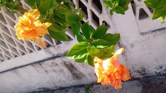 Hibisco