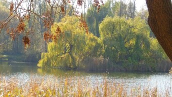 Monday, slowly, beautifully! - My Actifit Report Card: October 21, 2024