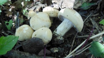 St. George's mushroom and descent condition of another beautiful mushroom