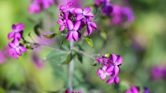 Flowers from Edinburgh UK