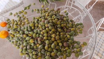 Can you help me identify this fruit?