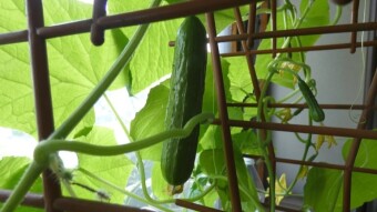 Growing greenhouse cucumbers in the bedroom? Why not!